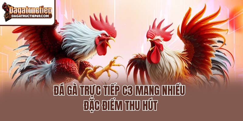 Đá gà trực tiếp C3 mang nhiều đặc điểm thu hút