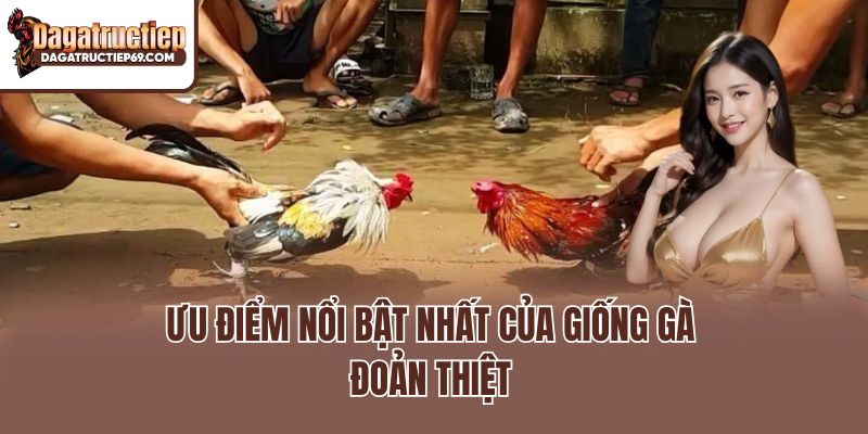 Ưu điểm nổi bật nhất của giống gà đoản thiệt